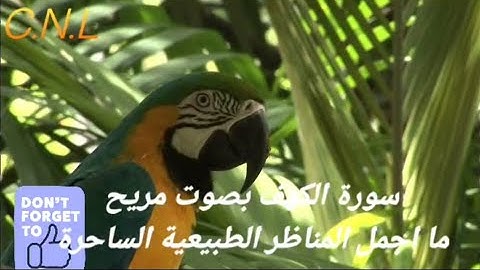 سورة الكهف بصوت مريح وهادئ اللهم اجعل القرآن ربيع قلوبنا The holy quran Karim Surat Al baqara