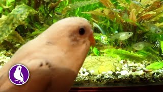 Волнистый попугай Морозко играет с рыбками. Забавные животные cute animals Волнистый попугай Морозко играет с рыбками. Забавные животные cute animals