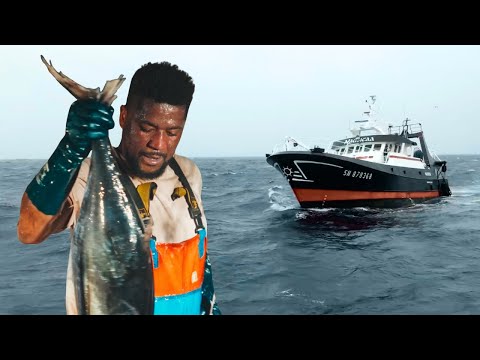 La Réalité méconnue de la Pêche au Thon