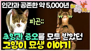 약 5,000천 년 전 이집트 사람들에게 숭배의 존재였다가 중세 유럽에서 종교재판까지 받았던 고양이의 역사 이야기│고양잇과 동물 삵│인간과 고양이의 공존│#왜그러냥귀엽개 by EBS 세나개 x 고부해 - 왜그러냥? 귀엽개! 3,035 views 3 days ago 19 minutes