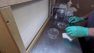 Making clean king oyster spore prints and spore syringes