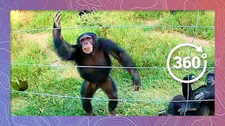 Chimp Throws Rock at Cameraman | Wildlife in 360 VR
