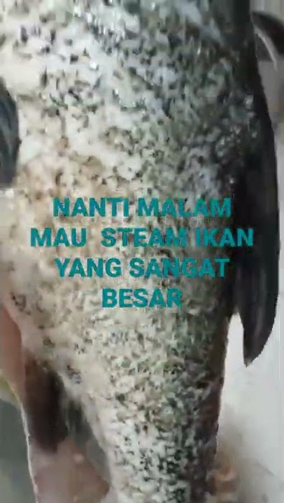 NANTI MALAM MAU STEAM IKAN YANG SANGATBESAR#SHORTS#