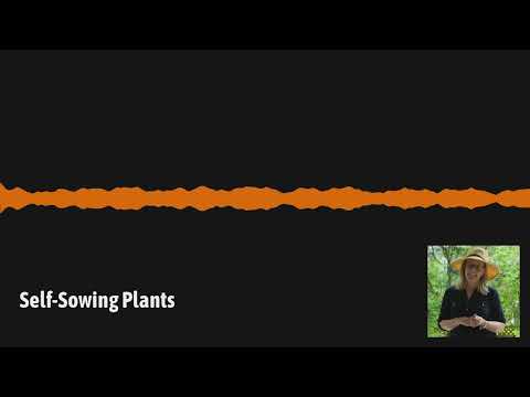 Video: Kontrol af planter, der gensås - Lær om selvsående planter