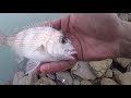 LAND BASED SNAPPER FISHING AT NELSON, NZ