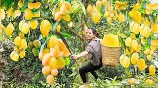 Panen Mangga Emas Pergi ke Pasar Jual - Resep Bakso Juicy - Masak Bakso Ala Asia