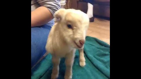 Funny Screaming Baby Goat