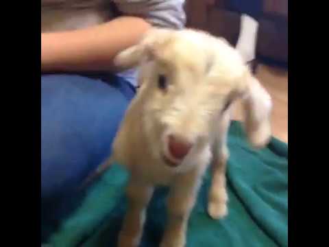 funny-screaming-baby-goat