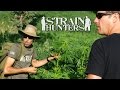 Strain Hunters Cannabis Revolution