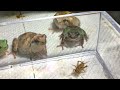 ７匹のアマガエル水槽に大量のコオロギ入れてみた！ #shorts