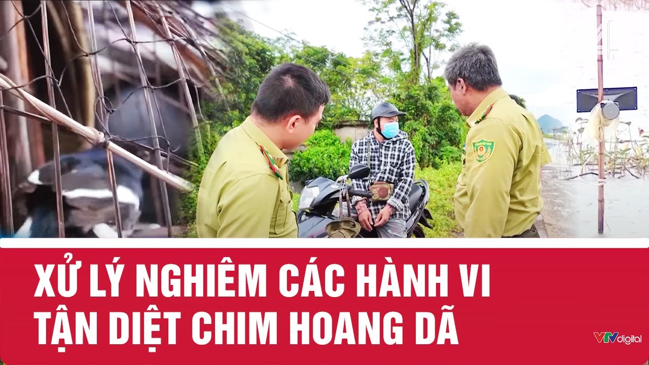 Xử lý nghiêm các hành vi tận diệt chim hoang dã | VTV24