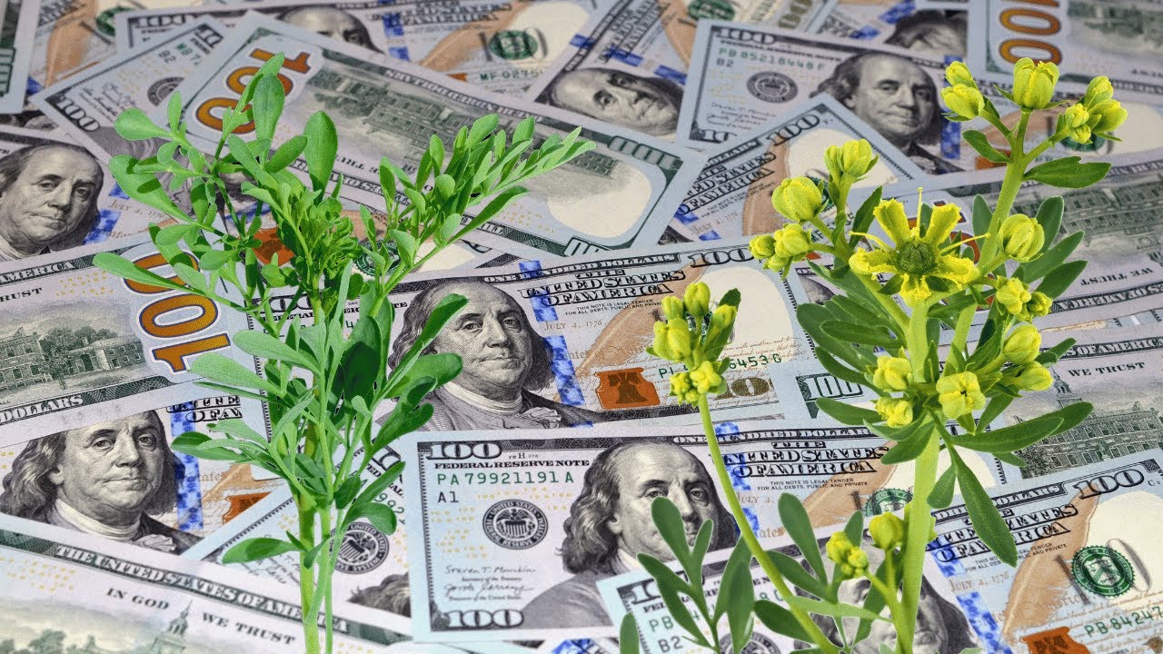 +¿Cómo usar la planta ruda, para baños de suerte y atraer dinero - YouTube