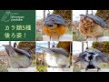 【ふわふわ】水を飲むカラ類５種の後ろ姿！（ゴジュウカラ、シジュウカラ、ヤマガラ、コガラ、ヒガラ）（2023/01/21)