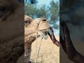 Why Camels Survive Extreme Deserts