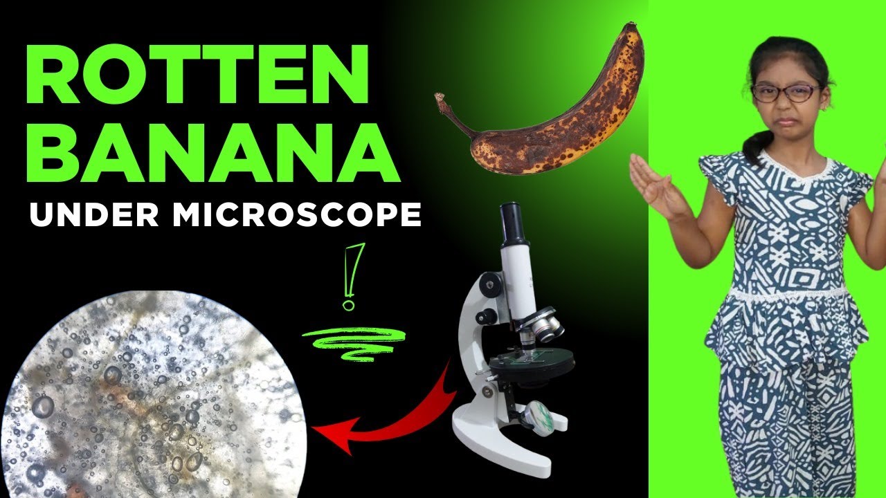 Rotten Banana Under the Microscope – Shocking Close-Up! 🍌🔬 - YouTube