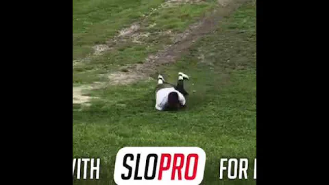 North Dade Bulldogs  Coach epic hill roll