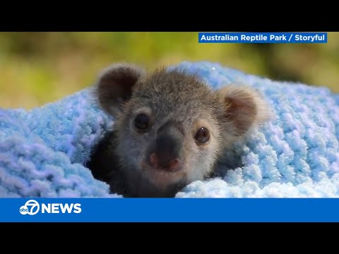 this-baby-koala-is-adorable!