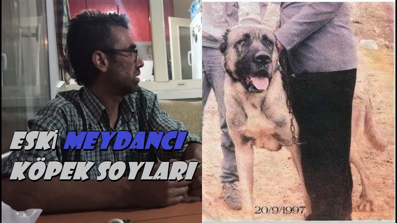 ESKİ EFSANELER VE MEYDANCI KÖPEKLERİ BU İŞİN ERBABINDAN DİNLEYELİM