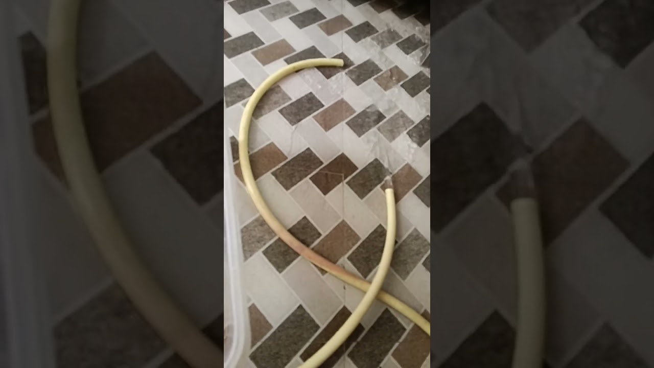 turtles update and turtle pond cleaning 🧹