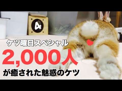 破壊力抜群！うさぎの後ろ足だら〜んおケツ #509 - YouTube