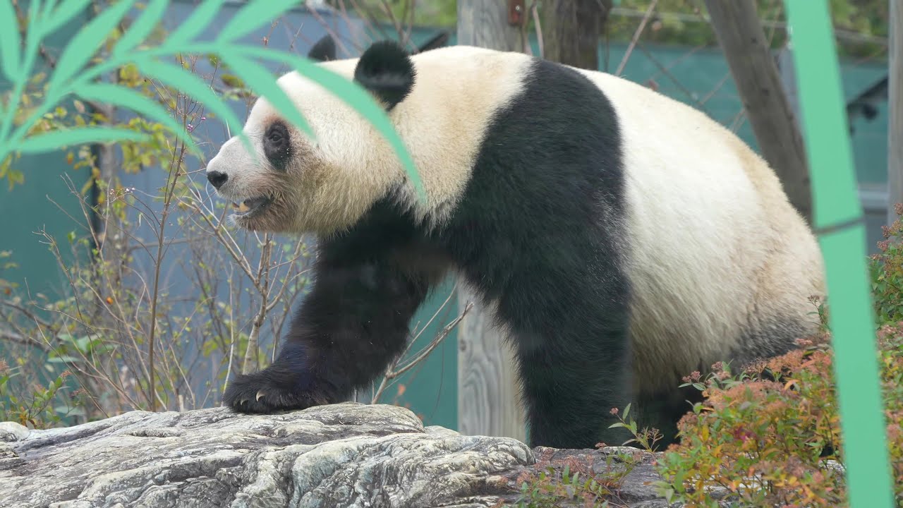 4K] 本日(12/20)のシャオシャオ＆レイレイ🐼😀 / Ueno Pandas / 上野