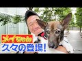 愛犬メイちゃん、大きくなりました