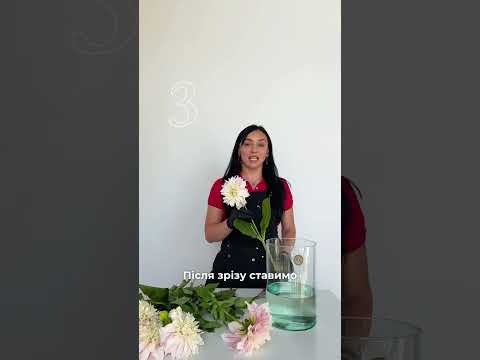 How To Keep Dahlias Fresh Ukraflora Florists Advise Flowers Dahlias Florist Flowers