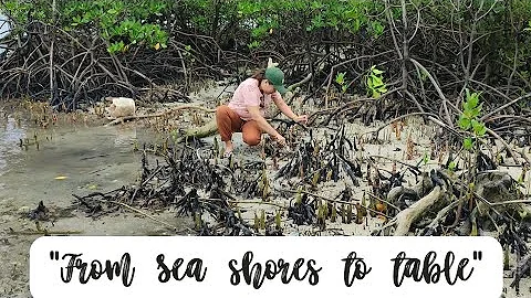 Cooking Shells "from Sea shores to table"|simple w...