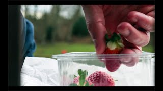 This is not the strawberry season - Trailer