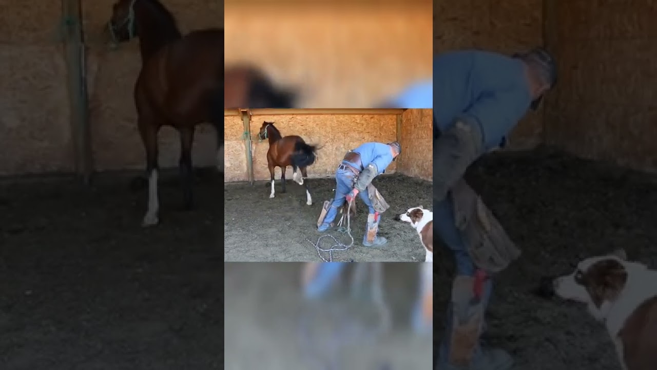Stretching Technique on hard to shoe hind feet 