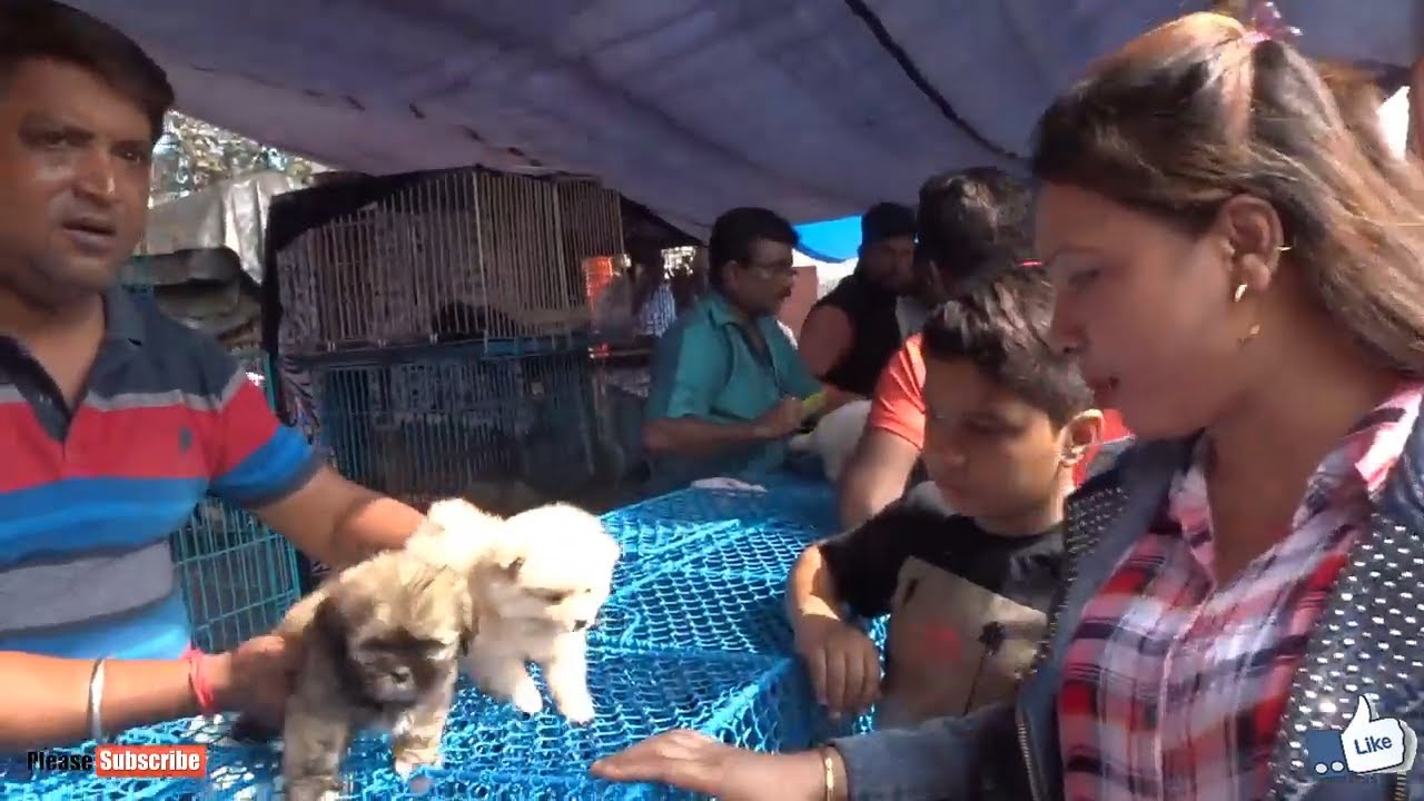 5000 Excellent Quality Pomeranian Puppy Galiff Street Kolkata Youtube