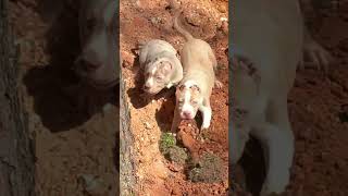 American Bully XL Puppies #qbnkennel #americanbullyxl #shorts
