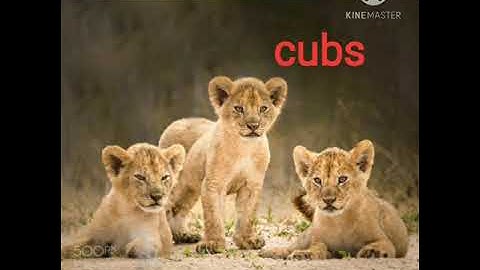 Connect plus for primary 2   Unit 1