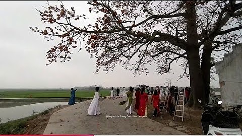 The rice tree at the Ba Co temple in Bac Giang. -Cây gạo lãng sơn Bắc Giang  25 tháng 3 năm 2025
