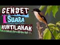 Suara Burung Cendet Masteran Cendet Suara Burung Cendet Jernih Tembakan Suara Cendet Mp3 - Mp4 Download