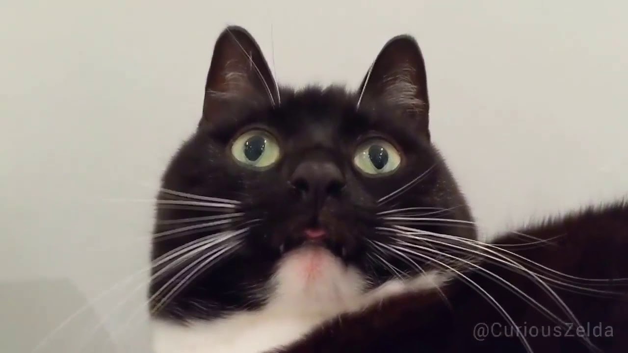 curious zelda whit poupoupou