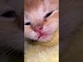 Cute kitten magic 😺✨ #catvideos #cat #catshorts #cute #kitten #catlover #kitty