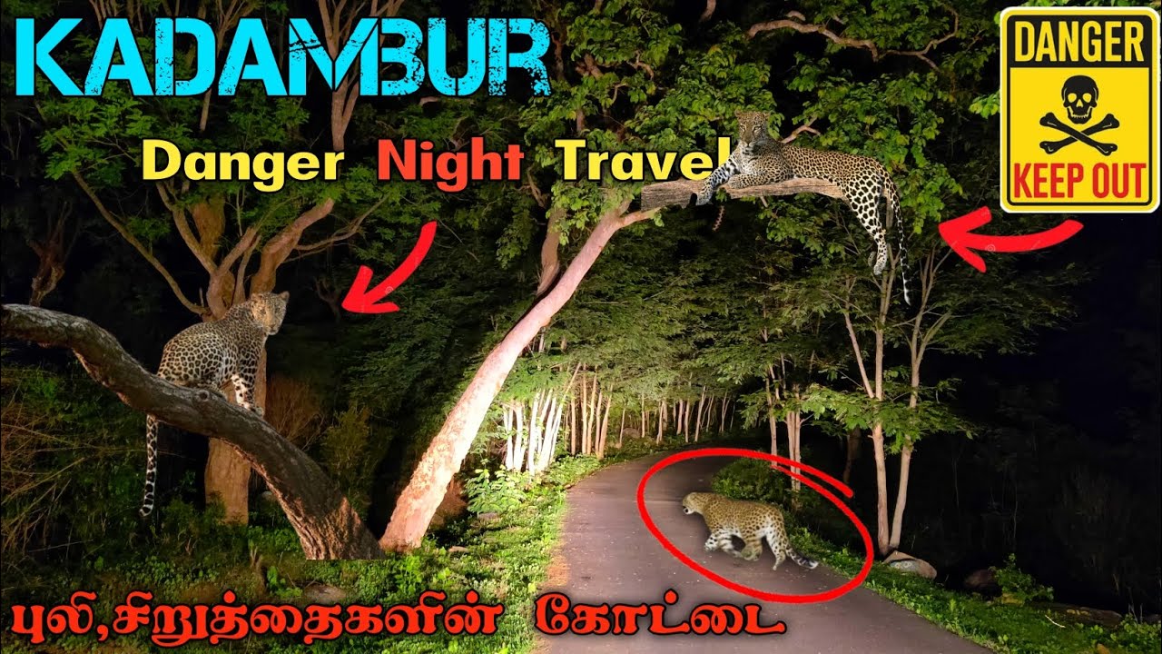 அதி பயங்கர கடம்பூர் இரவு பயணம் kadambur danger night travel #kadambur #forest #animals #wildlife