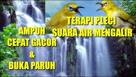 TERAPI PLECI SUARA AIR MENGALIR || "[99% AMPUH BIKIN PLECI CEPAT BUKA PARUH & GACOR]" !!