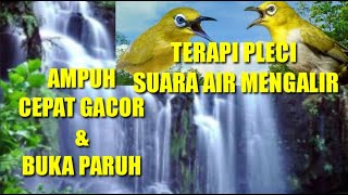 TERAPI PLECI SUARA AIR MENGALIR || \