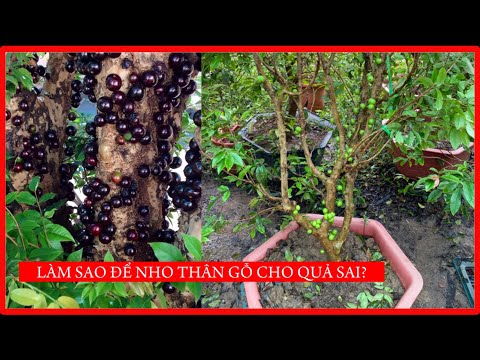 Video: Thông tin Jaboticaba sai: Học cách trồng và hái quả nho xanh