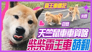 【動物偵探翎距離】連警察都拒抓的「霸王車」兄妹慣犯