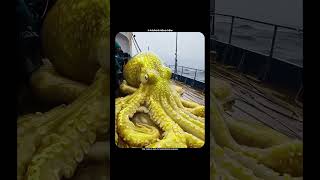 Octopus and starfish regeneration ability.......#ocean