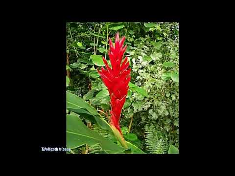 Botanická zahrada ( Teplice )