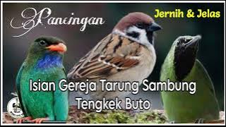 pancingan cucak ijo isian gereja tarung di sambung tengkek buto