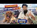 Chandigarh Pet Expo(Day-2) 2026 🐶🐱 | Biggest Pet Event in India? Exotic Pets & Crazy Crowd!