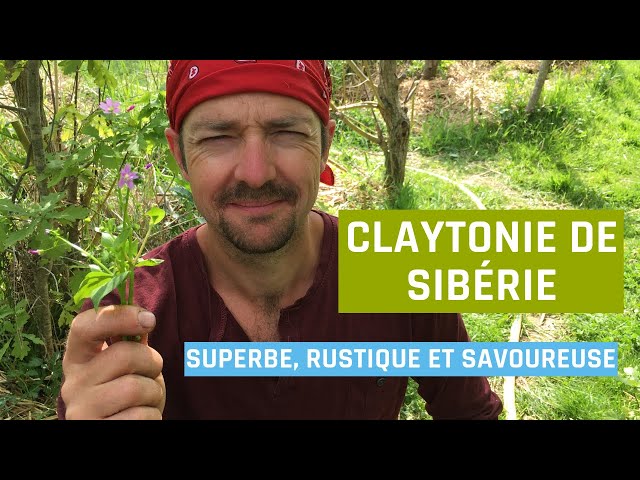 Pourquoi planter de la claytone de Cuba, ce couvre-sol comestible qui fait des merveilles au jardin