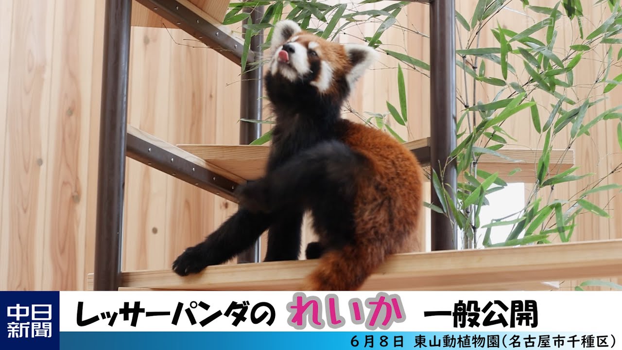 レッサーパンダの れいか 一般公開 東山動植物園 中日新聞web