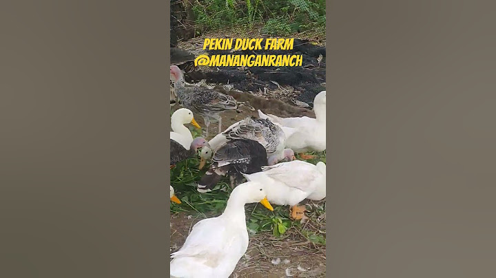 Pekin Duck Farm