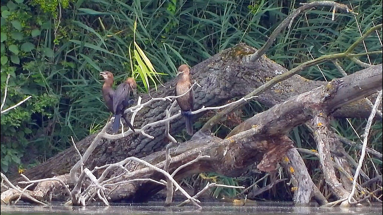 Kormorán malý (Microcarbo pygmeus),Zwergscharbe,Pygmy cormorant 